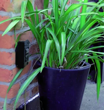 GUARDALLAVES CORINTO