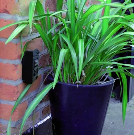 GUARDALLAVES CORINTO